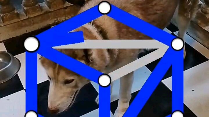 dog dog