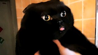 黑猫长的不黑怎么办？实在不行，就试试这招吧！