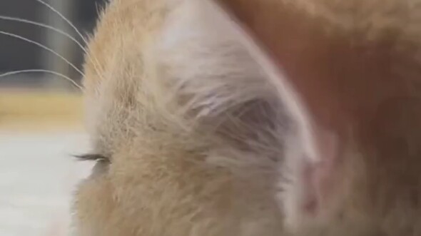 Khuyên các cô gái dễ thương, hài hước nên xem!