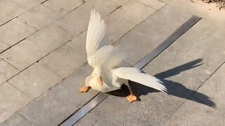 Không bao giờ dắt vịt vào ngày có gió