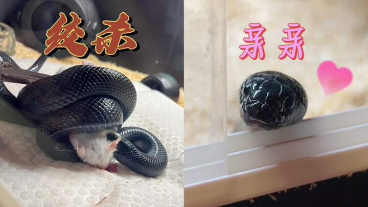 الحلم بتربيّة الثعابين يختلف تمامًا عن الواقع، ولا يتطابق مع توقّعاتي.