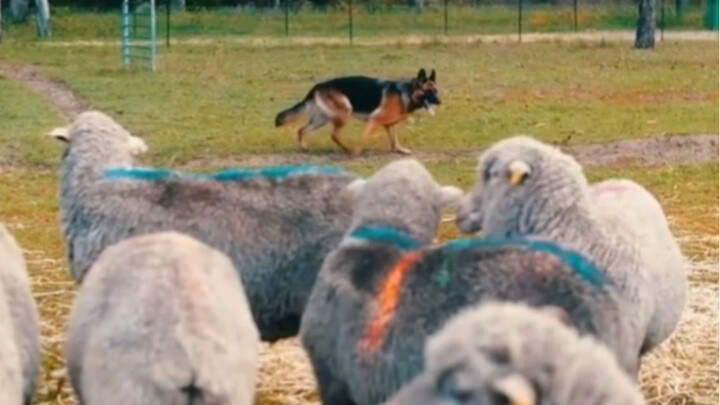 Aku yang memelihara dua anjing gembala sekaligus malah kayaknya dianggap sebagai domba…