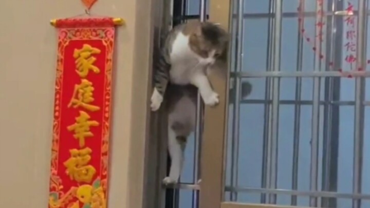 You’ll never understand how a cat’s brain works!