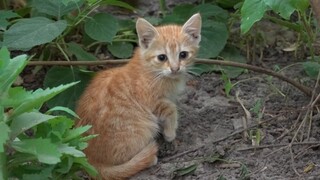 new ginger kitten is afraid of me