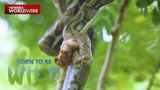 Isang reticulated python o sawa, tinubuan ng malaking bukol?!  | Born to be Wild