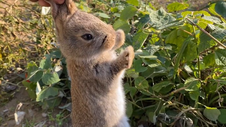 Don't rabbits love carrots? Could this be a fake rabbit?