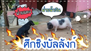 แถวนี้ใครใหญ่🐖🐕
