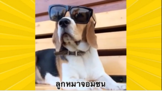 สัตว์เลี้ยงเพื่อนขนปุย : ลูกหมาจอมซน