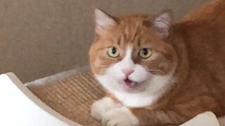 继坐塌了三层猫别墅后，两层猫爬架终于有了用武之地，然而小咪再也不是那只高高在上的小猫咪了...