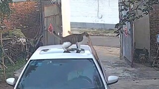 Kucing benar-benar menggunakan pengasahan cakar untuk merayakan kepulangan tuannya!