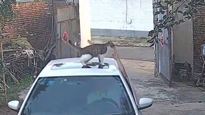 แมวจริงๆ แล้วใช้การลับเล็บเพื่อเฉลิมฉลองการกลับมาของเจ้าของนะ!