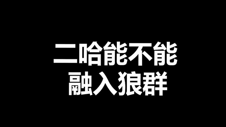 Fun pet fact: Is it true that Huskies can sneak into wolf packs, beat up the alpha wolf, marry a wol