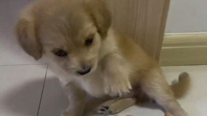 Xiu Gou: Mama Sauce, am I doing this right?