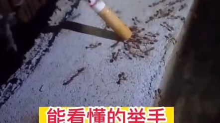 ฝูงมดจัดพิธีอำลาอย่างเรียบง่ายให้กับเพื่อนร่วมฝูงที่จากไป คุณจะได้ข้อคิดอะไรจากเหตุการณ์นี้?