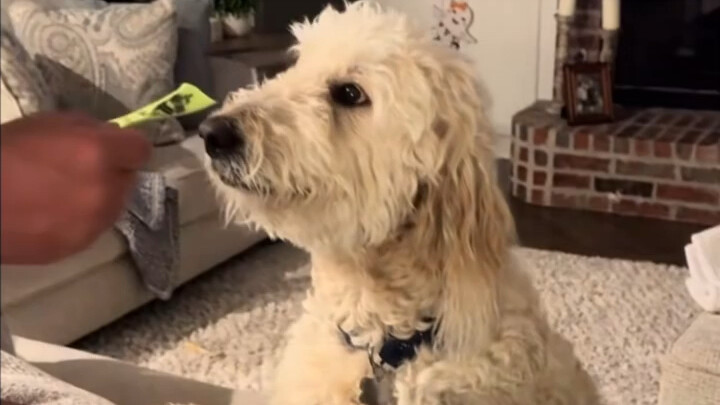 พอเจ้าของอ่านรายงานผลการเรียนของน้องหมา…ปฏิกิริยาของน้องหมาน่ารักเกินไปแล้ว!