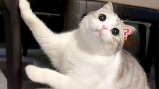 كم يمكن أن تكون القطط الصغيرة محبة للفشل