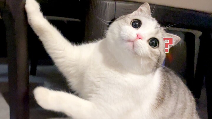 Mèo con có thể thích gây rắc rối đến mức nào