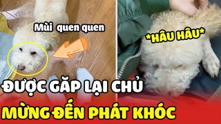 Xa nhau 2 năm chú chó Poodle phát khóc khi được gặp lại chủ của mình🥰 | Yêu Lu