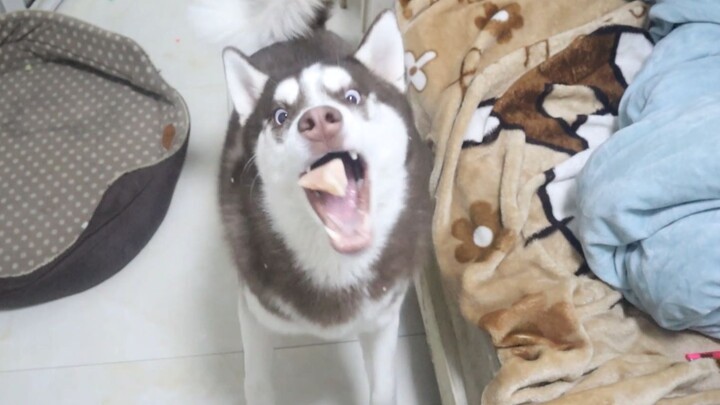 What would a husky raised by a border collie be like?