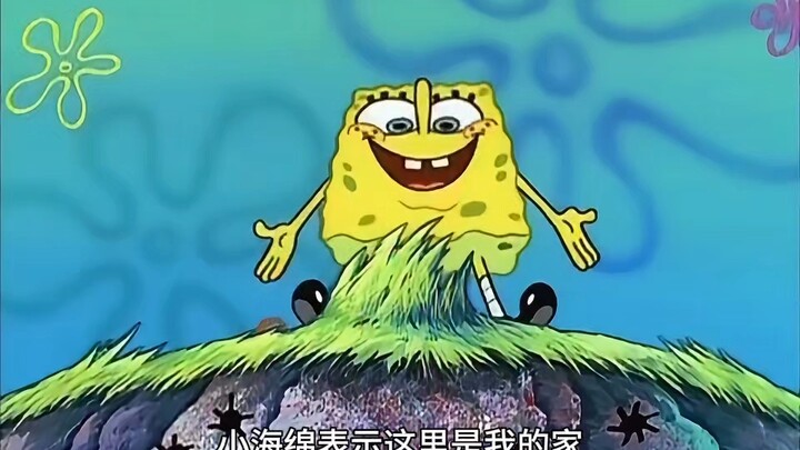 海绵宝宝愤怒辞职，归回大自然