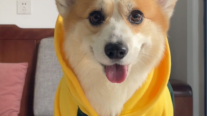 جرو وسيم مشع بالشمس يرتدي سترة بقلنسوة، وأذناه ترفرفان بخفة～