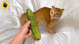 Cats Scared Of Cucumbers Funny Videos 🤣😹