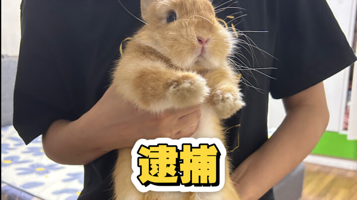 用爱丽丝的同类抽爱丽丝大保底以后，兔兔好像很生气