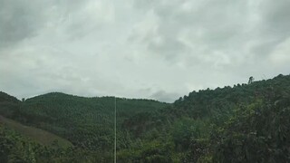 thả diều cá heo