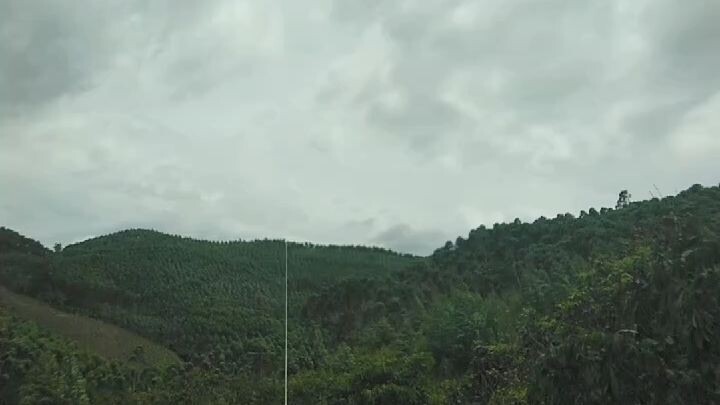 thả diều cá heo