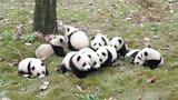 Panda (2016) Dumplings