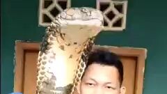 King cobra 🐍🐍🐍