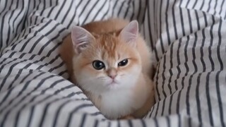 【Wajib Ditonton Pria Gagah】Dibangunkan oleh si Kecil Miaomiao yang menginjak-injak susu, awsl