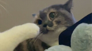 猫猫吵架不在乎输赢 在乎气势