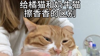 What kind of cat did you get?