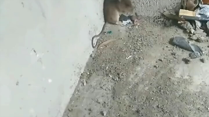 หนู