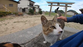 Getting surrounded by cats