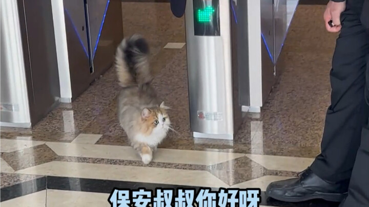 My cat must be a full-fledged spirit! It really does look like it’s turned into a human.