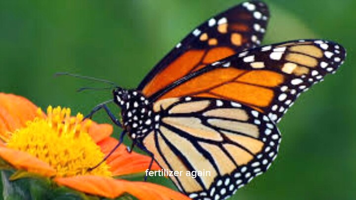 Butterfly is gone, and nothing.