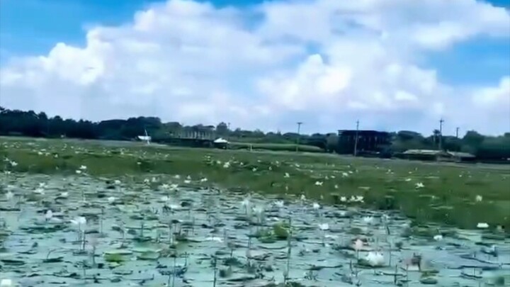 পদ্মা বিলের অসাধারণ দৃশ্য ❤️