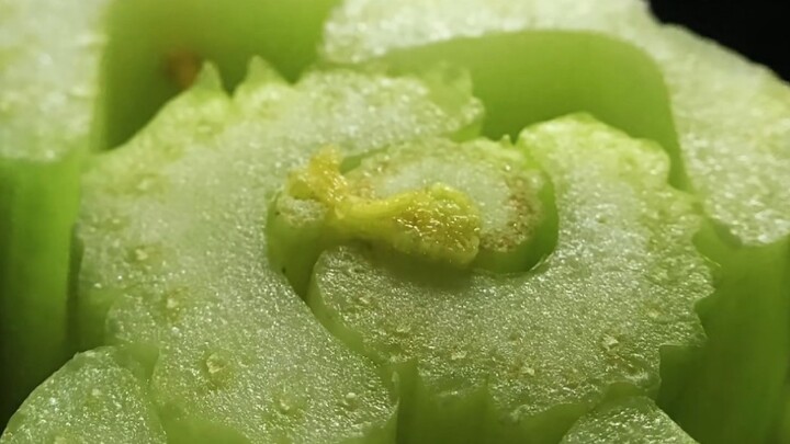 [Time-lapse photography surprise] Celery growing and rotting