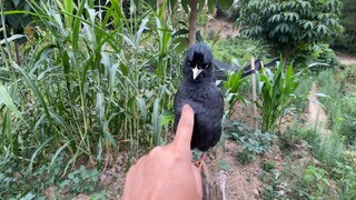 Belalang yang saya beli seharga 20 yuan tidak sebaik belalang yang saya tangkap di ladang dalam 10 m
