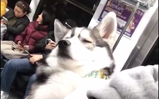 The Husky was forced to get up early and squeeze into the subway with his owner. He was sleepy as a 