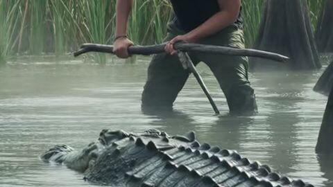the crocodile