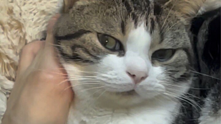 แมวตัวนี้ฉันใช้มานานสองปีแล้ว