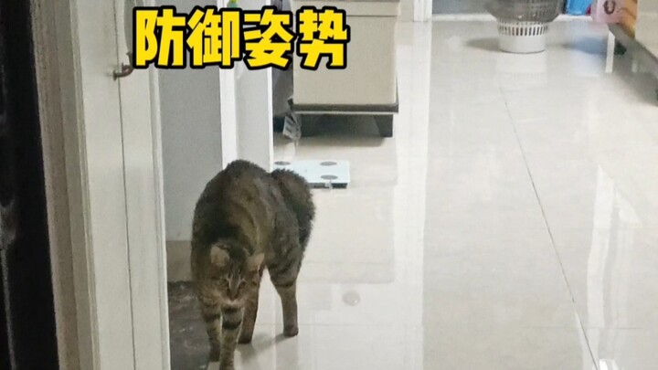 Hình như mình nuôi phải một chú mèo bị mù mặt… Đến tận trước cửa nhà nó mới nhận ra mình, buồn cười 