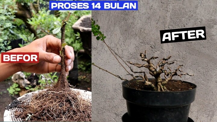 Membuat bonsai mame hoki selama 14 bulan