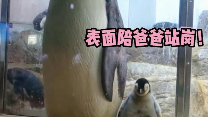 The little penguin’s secret nap is just too adorable!