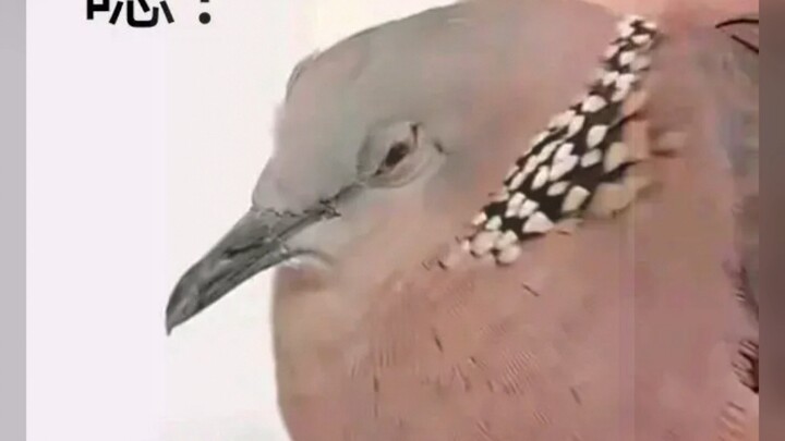 GIF-gif lucu dari Bird Bar