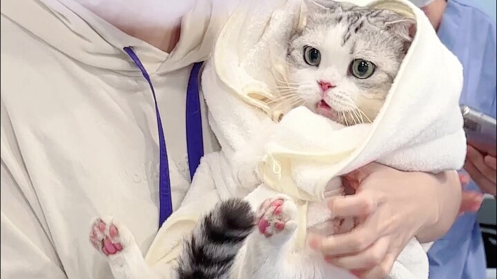 It’s so heartbreaking to see the cat under anesthesia!