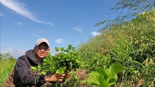 Đi Hái Rau Về Ăn Gỏi Cuốn | Út Đạt | Cuộc Sống Nhật # 271